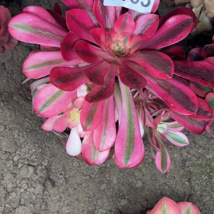 6165南美杜莎多肉植物