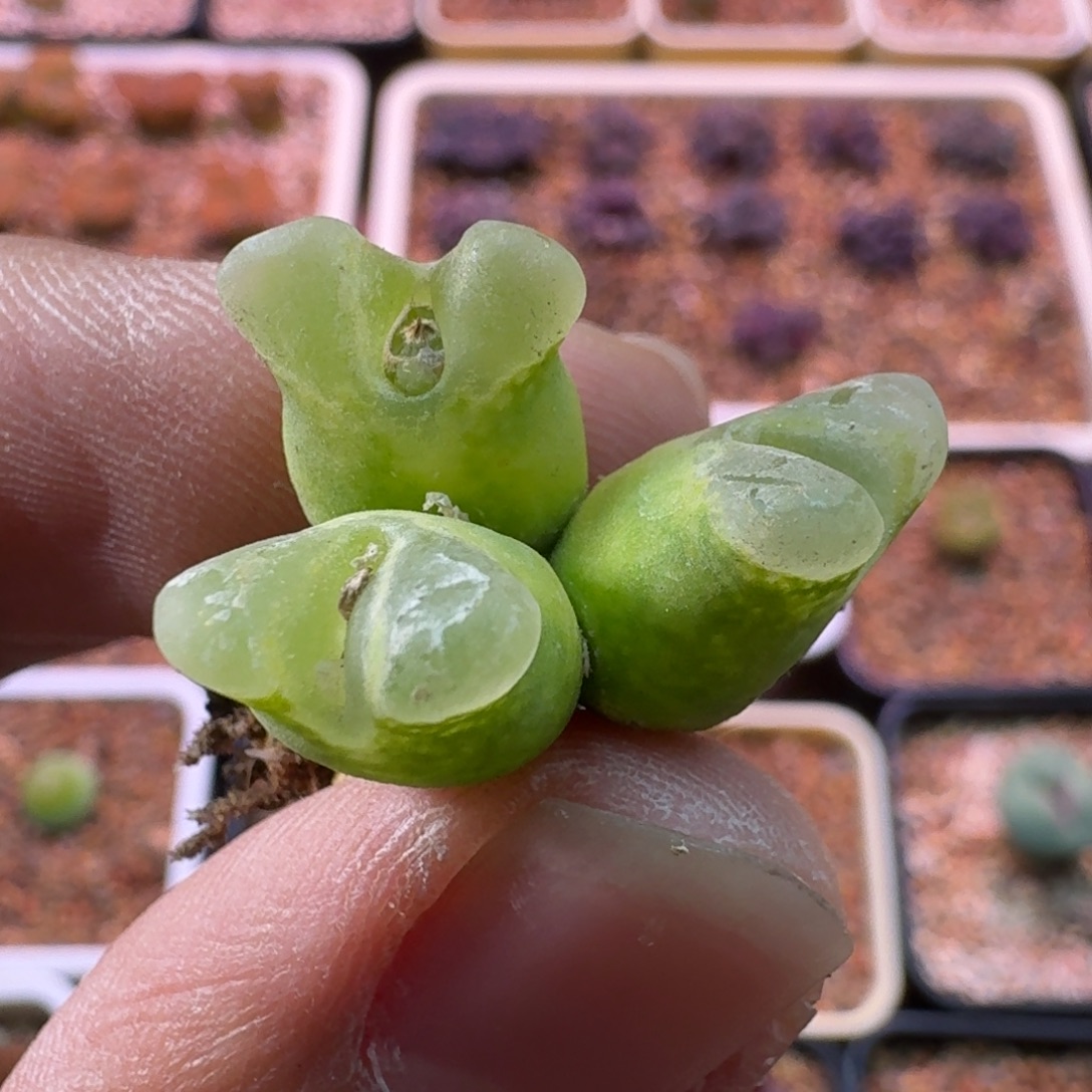 ๓***.云缦精品番杏11.21 