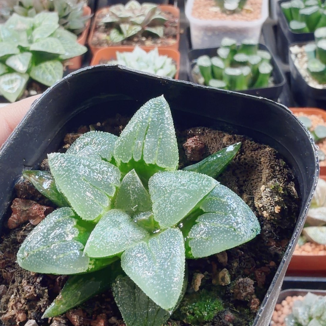 十二卷月亮石开播福利