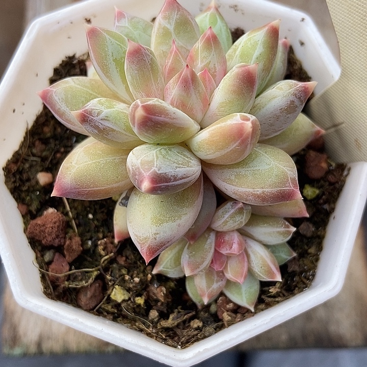 多肉植物伊丽莎白2038