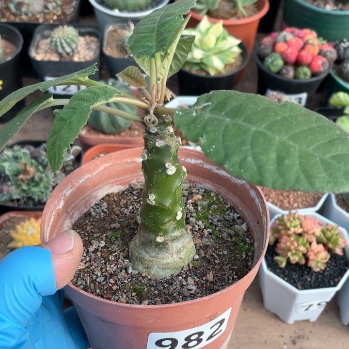 982锦叶琉桑块根