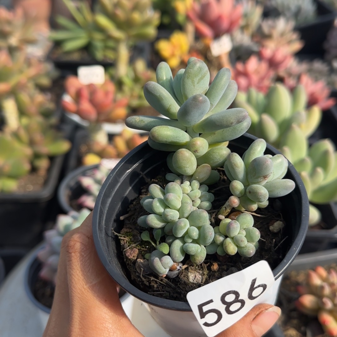 586号 一物一拍一物一拍