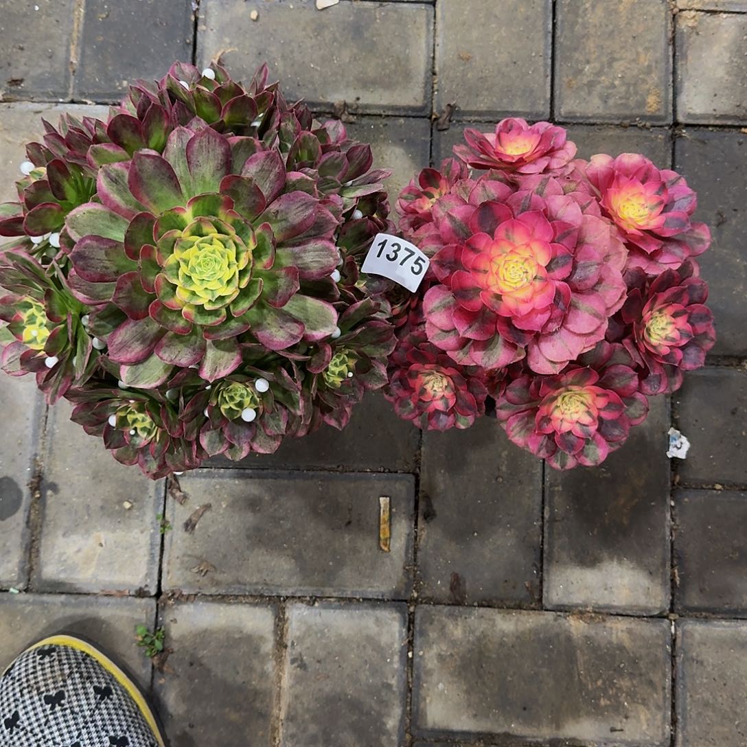 爱**艺1375倾城根干疤自己养根海鲜冠服22.3左右