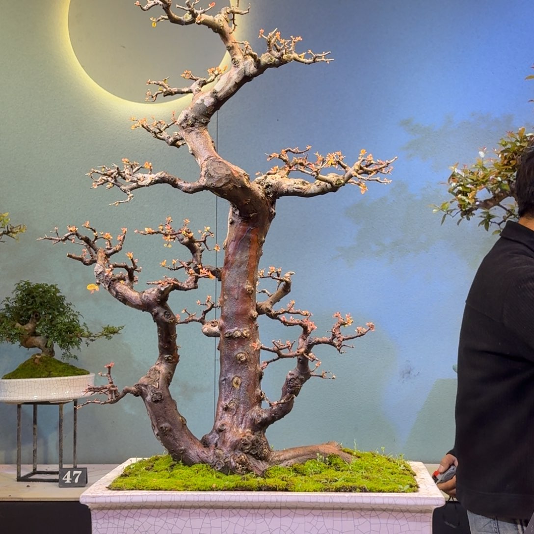 ****️无花朵雀梅一物一拍