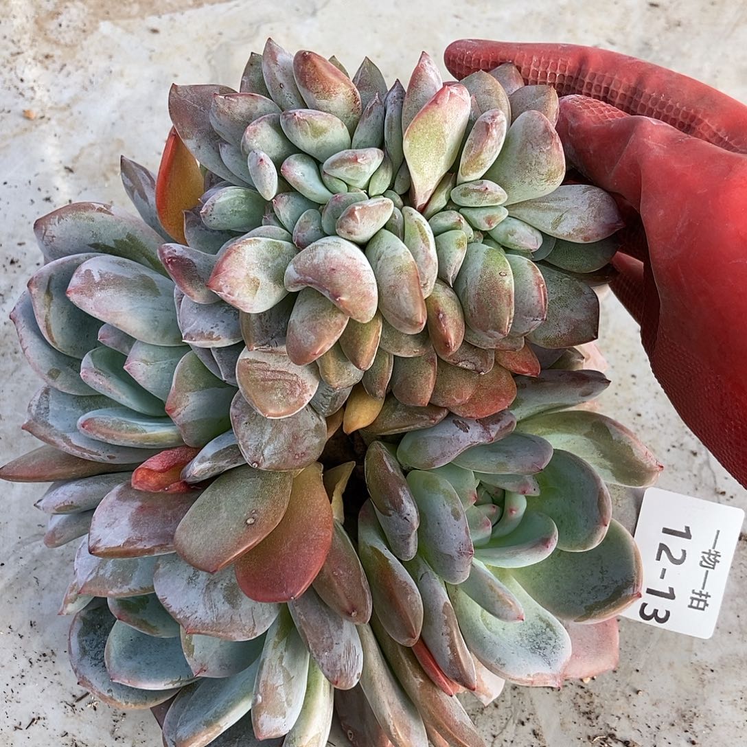 12-13 一物一拍不退不换退款拉黑