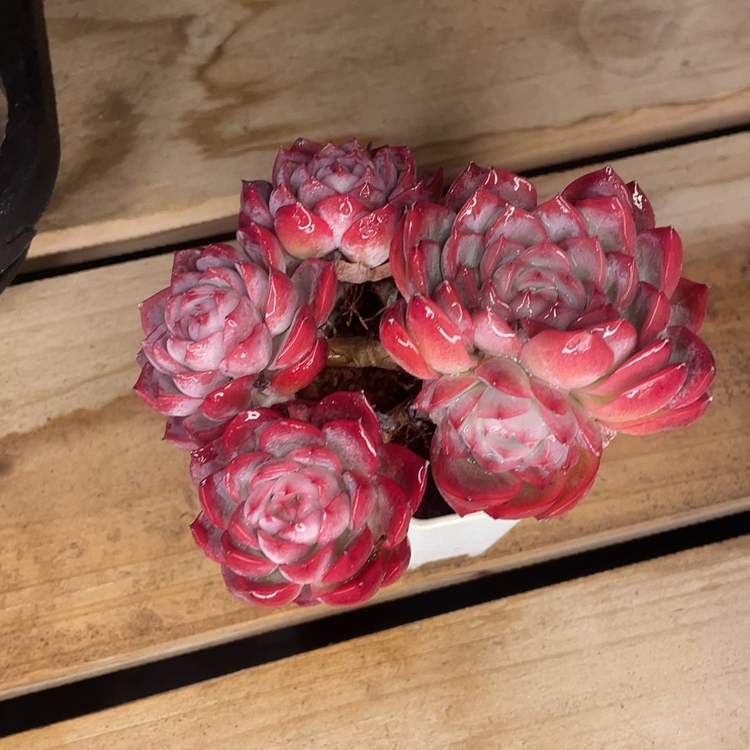 不知名一物一拍28包邮非偏远