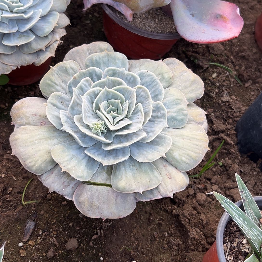 多肉植物漫威石化