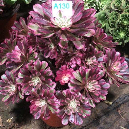 依***人无花朵红铜白法师多肉植物130号