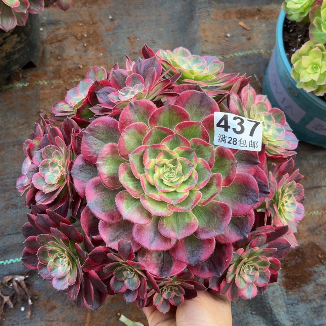 多肉植物437赤子心