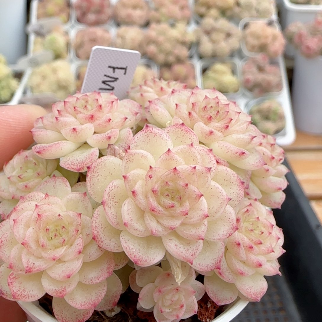 【闪购商品】0223-11（fm-152-2）