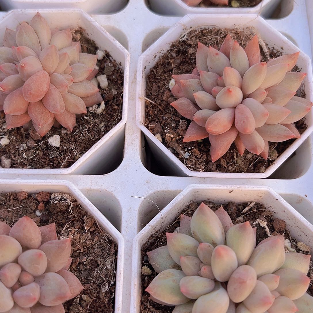 双头红蜻蜓样品发货