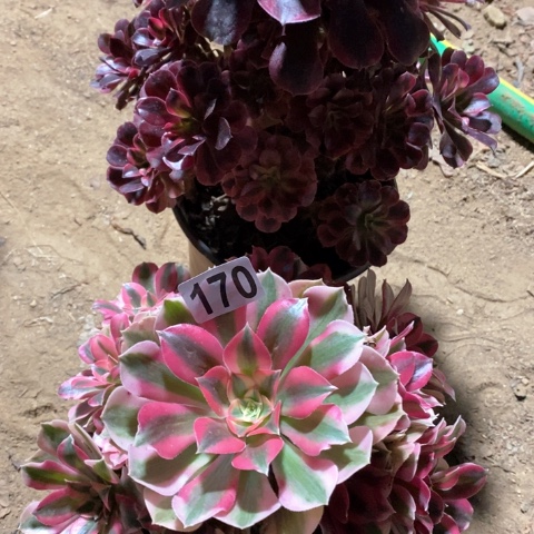 用***0170两颗法师多肉植物