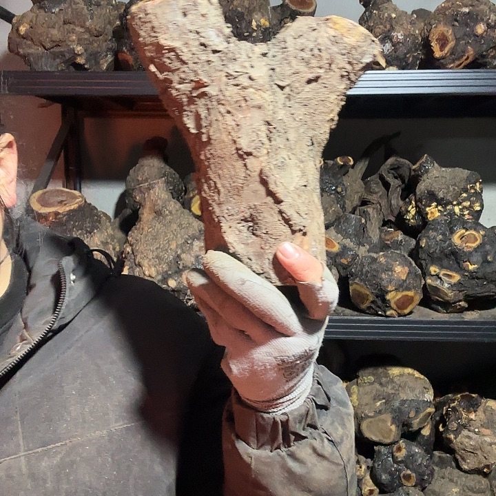 小***木香榧木火琉璃的故事是一个人的