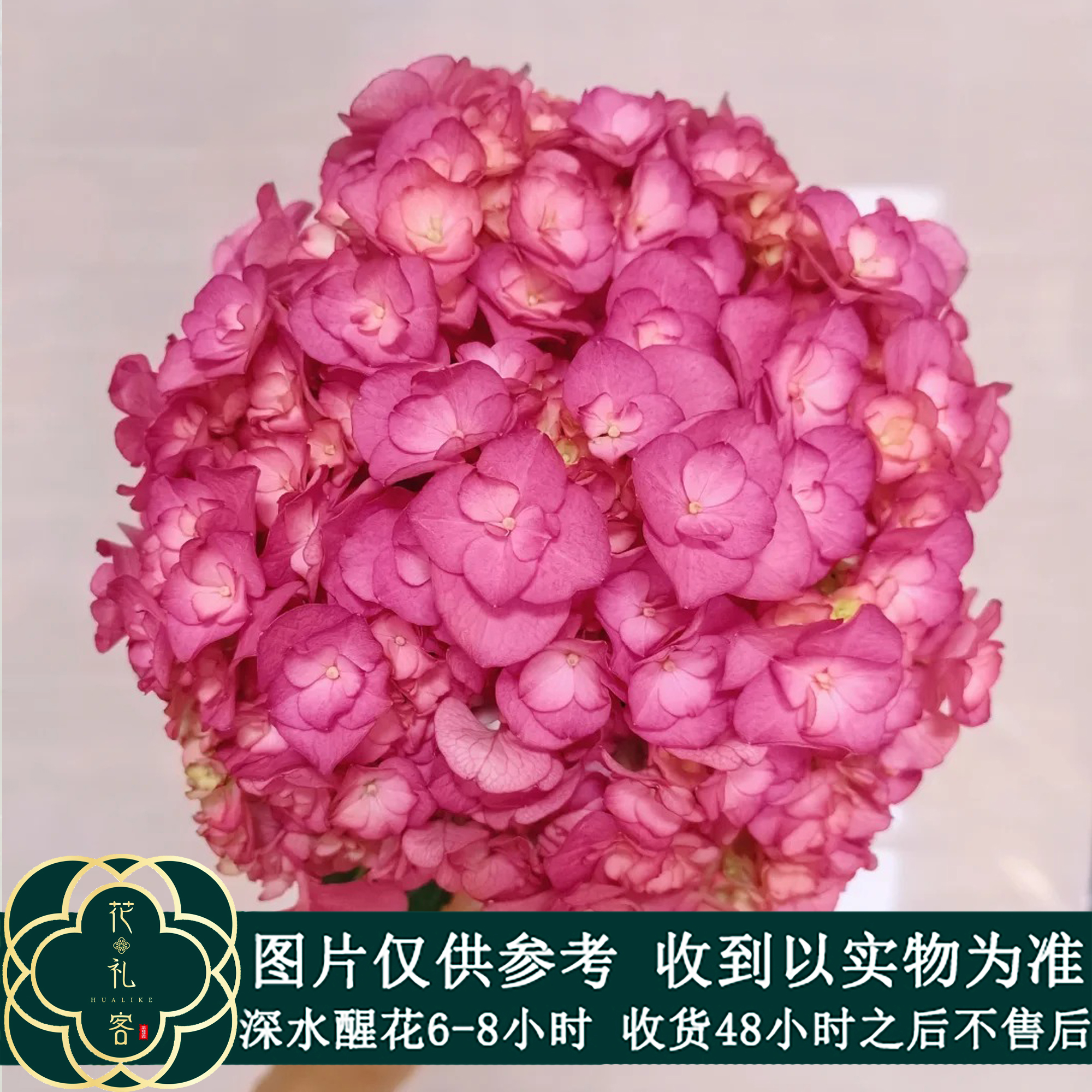 云花巷J【1物1拍-基地绣球专场】鲜花优选 顺丰直发