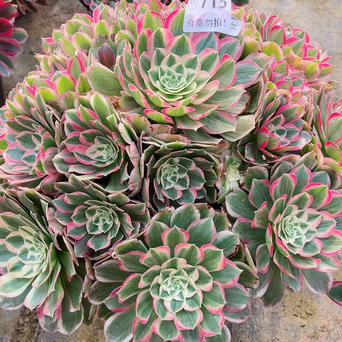 无花朵潇**生多肉植物孔雀翎715