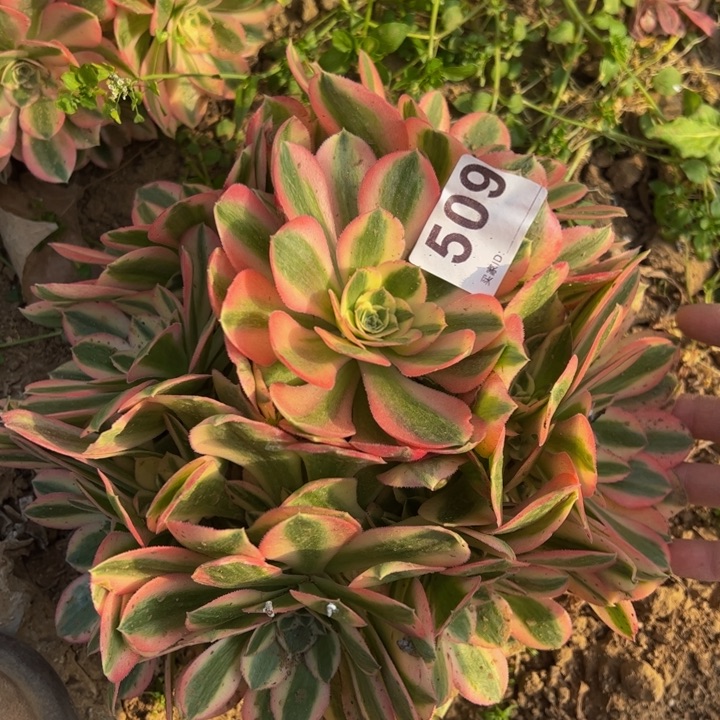 粉女巫多肉植物509