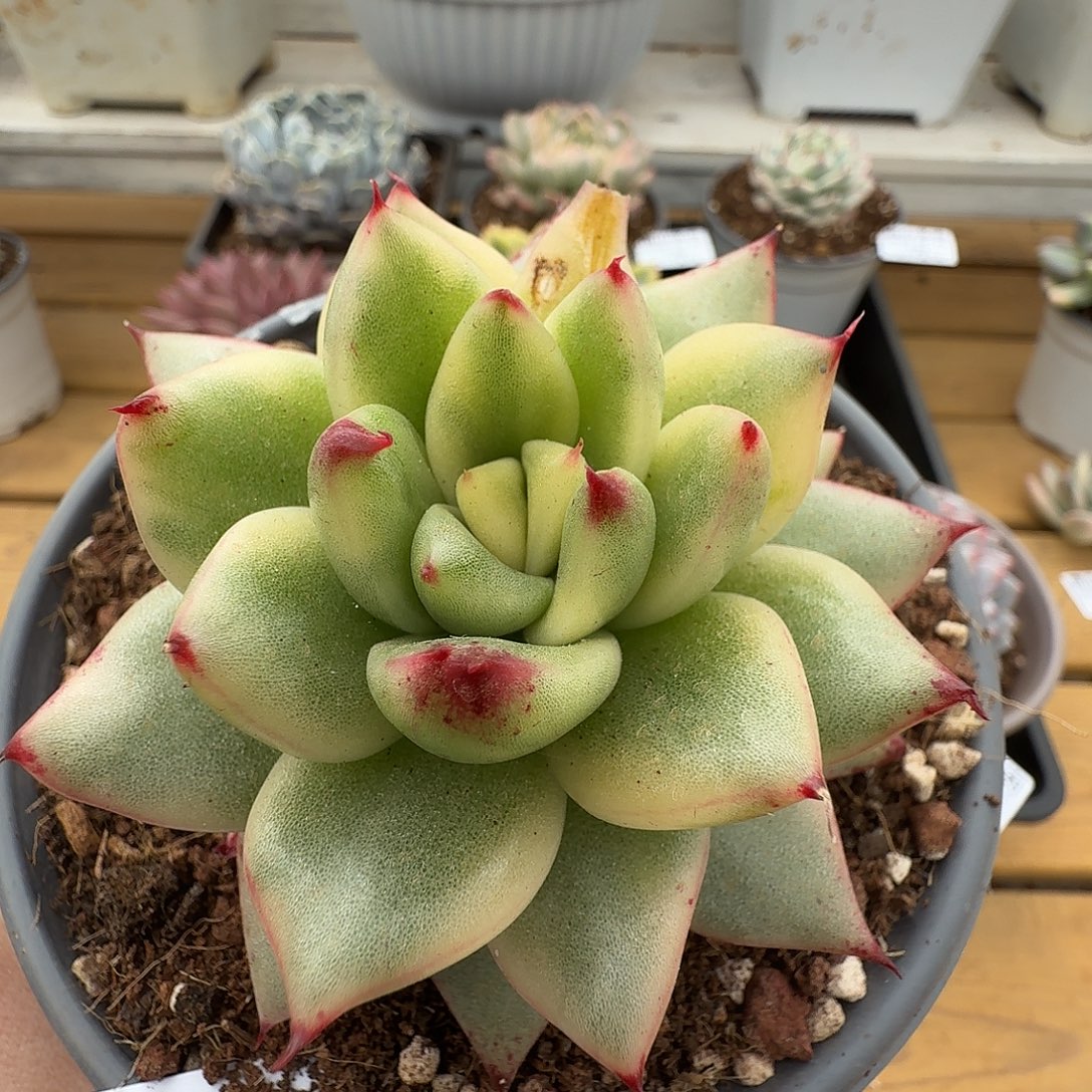 冬云锦1111223-130