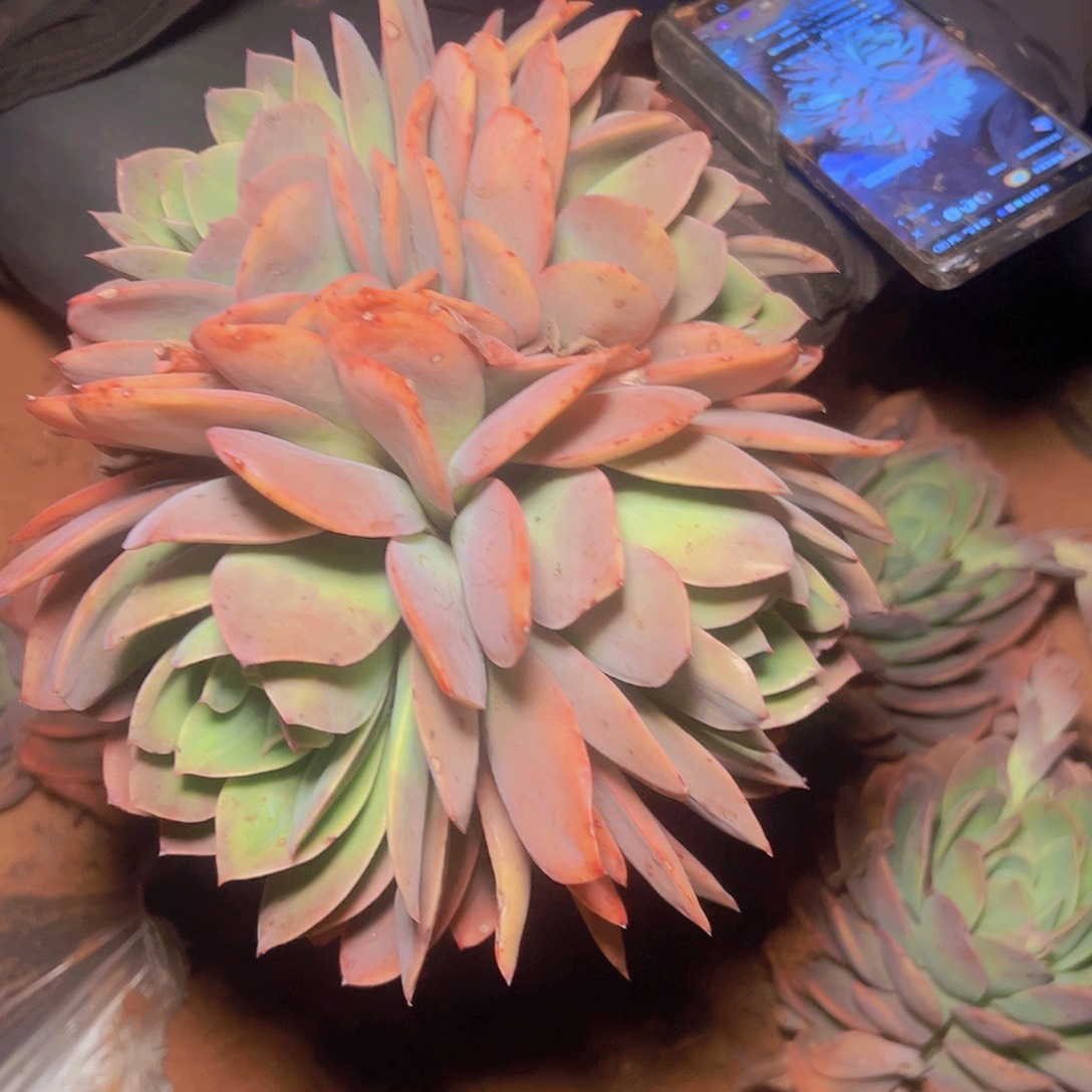 绮罗仙子多头手捧一棵