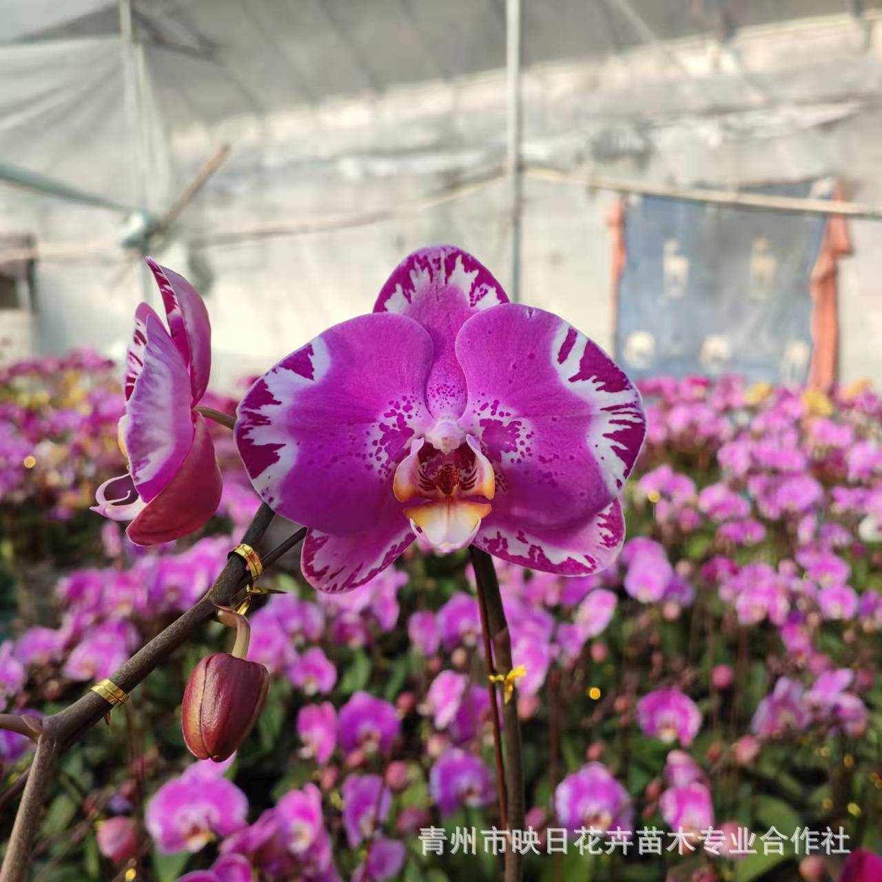 《藏宝图》花王 蝴蝶兰 龙兰级别 带花 花纹系 清新优雅  基地直发