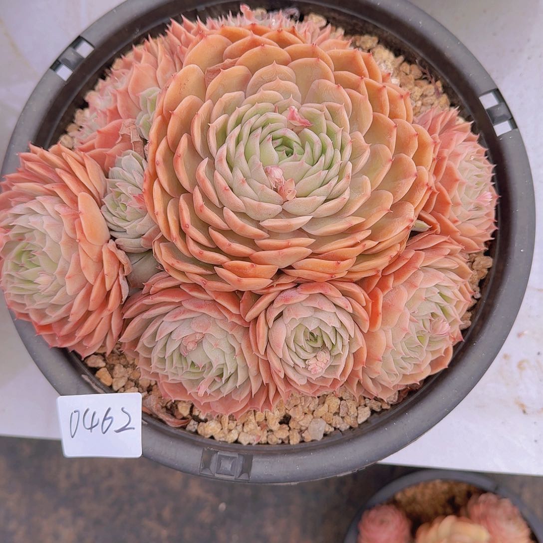 G*权0462昂斯诺多肉