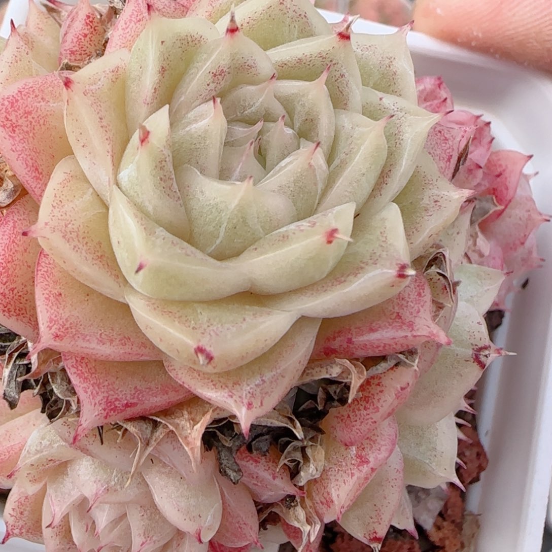 哎***何花语多肉1226-191散