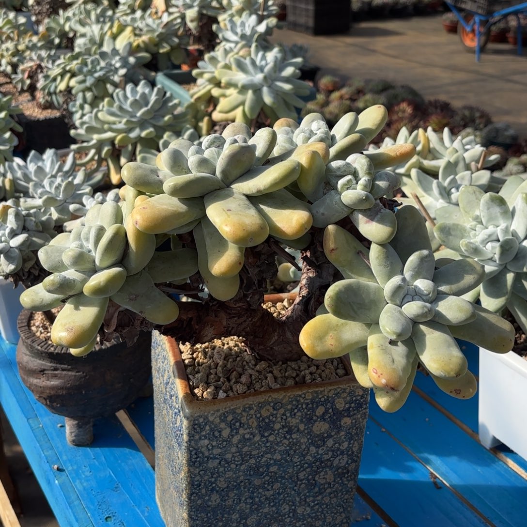 煜***妈拇指，仙女杯多肉。