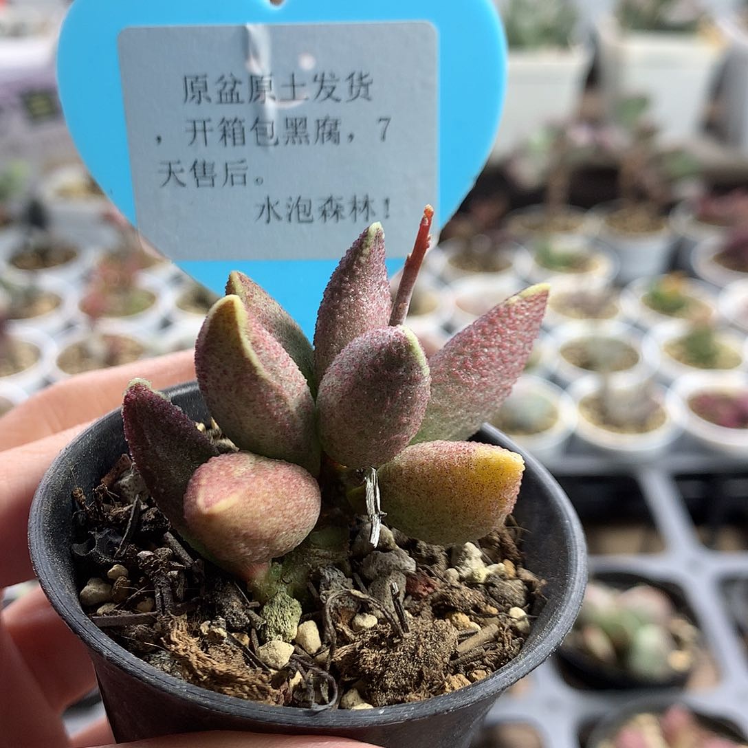 H011— 多肉水泡专拍