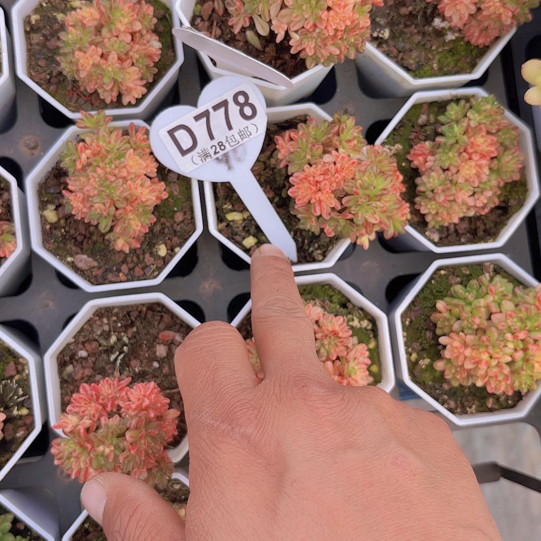 D778小人祭锦一物一拍