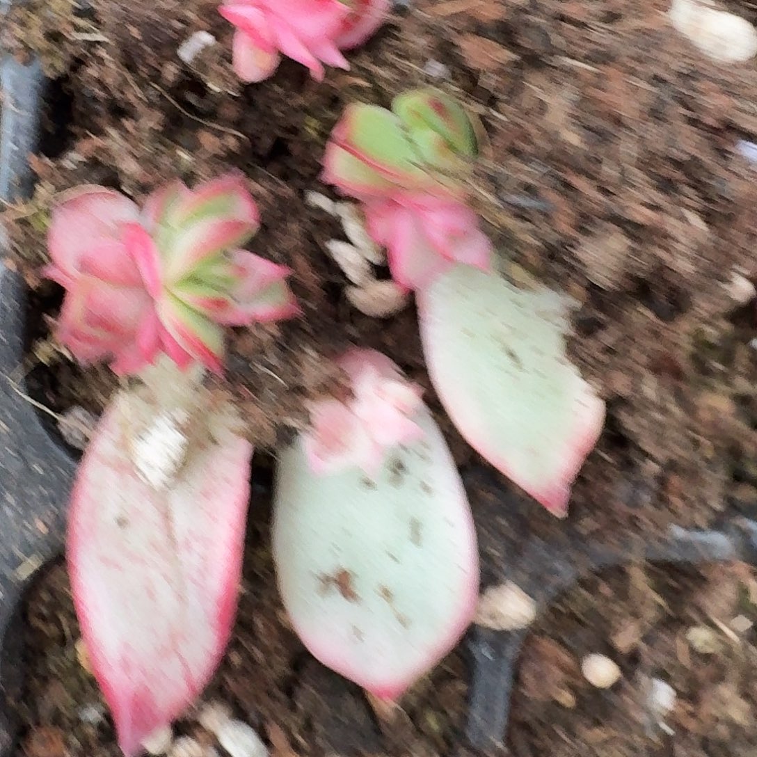 一组佛洛瑞安娜锦一物一拍