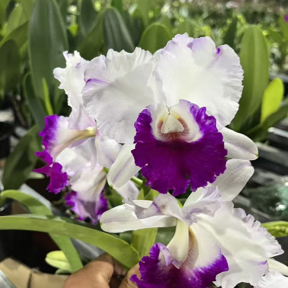 卡特兰 白梦 红唇白瓣 稀缺品种 开花漂亮 好养型