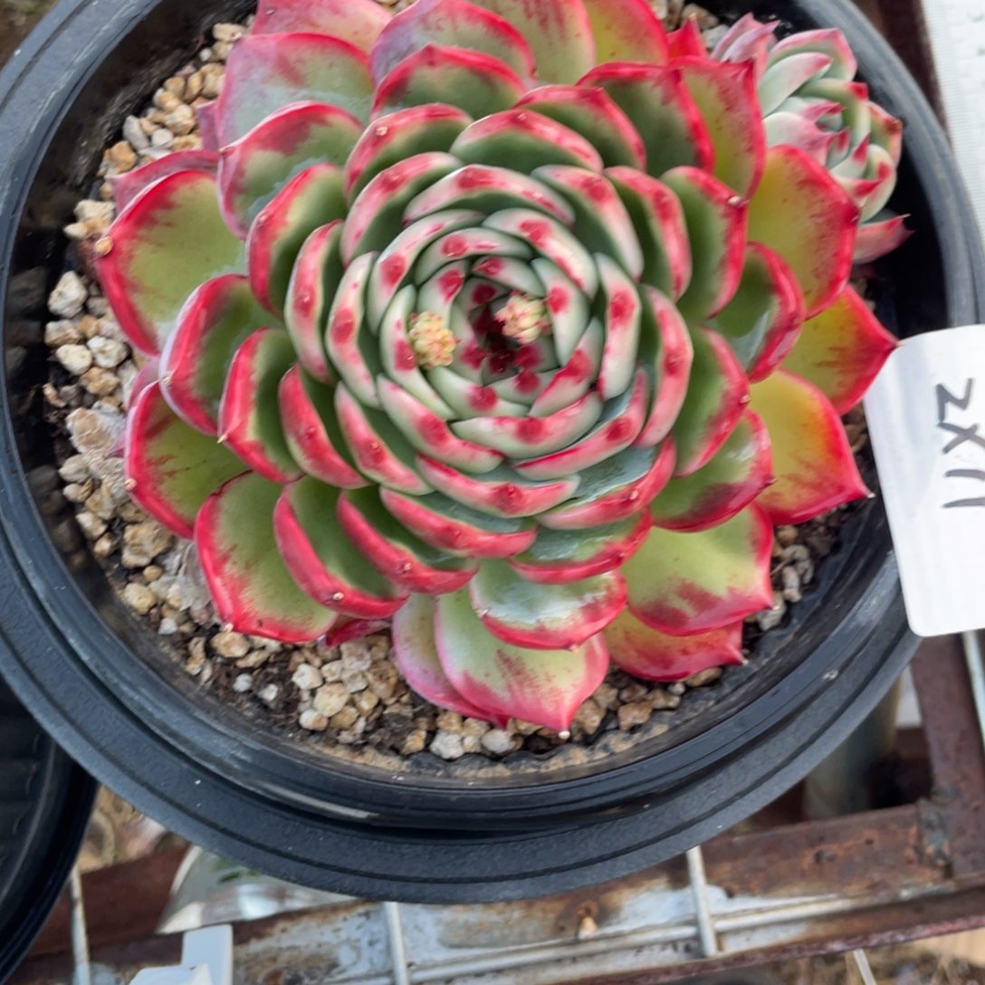 Z***I惊鸿仙子一物一拍