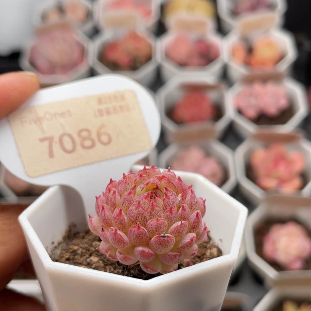 小红衣7086-2.5厘米