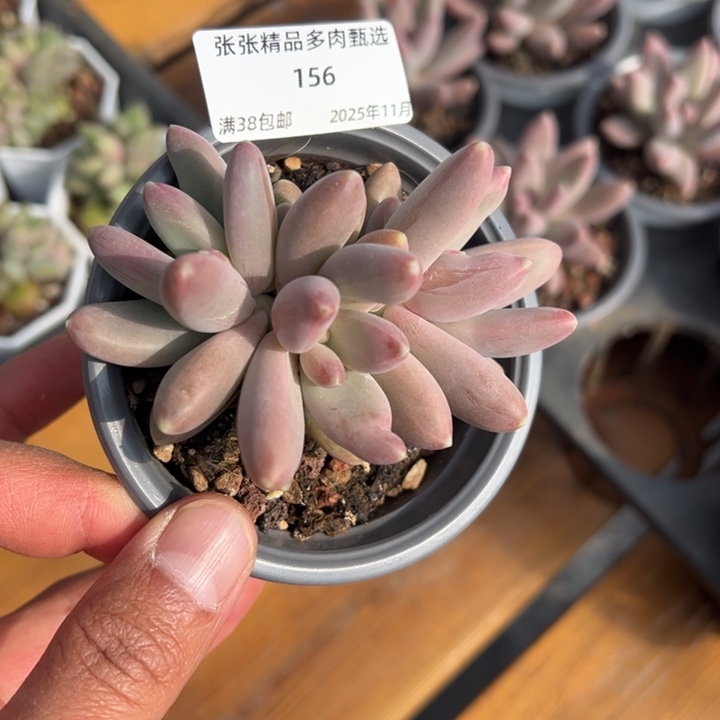 张张精品多肉甄选156