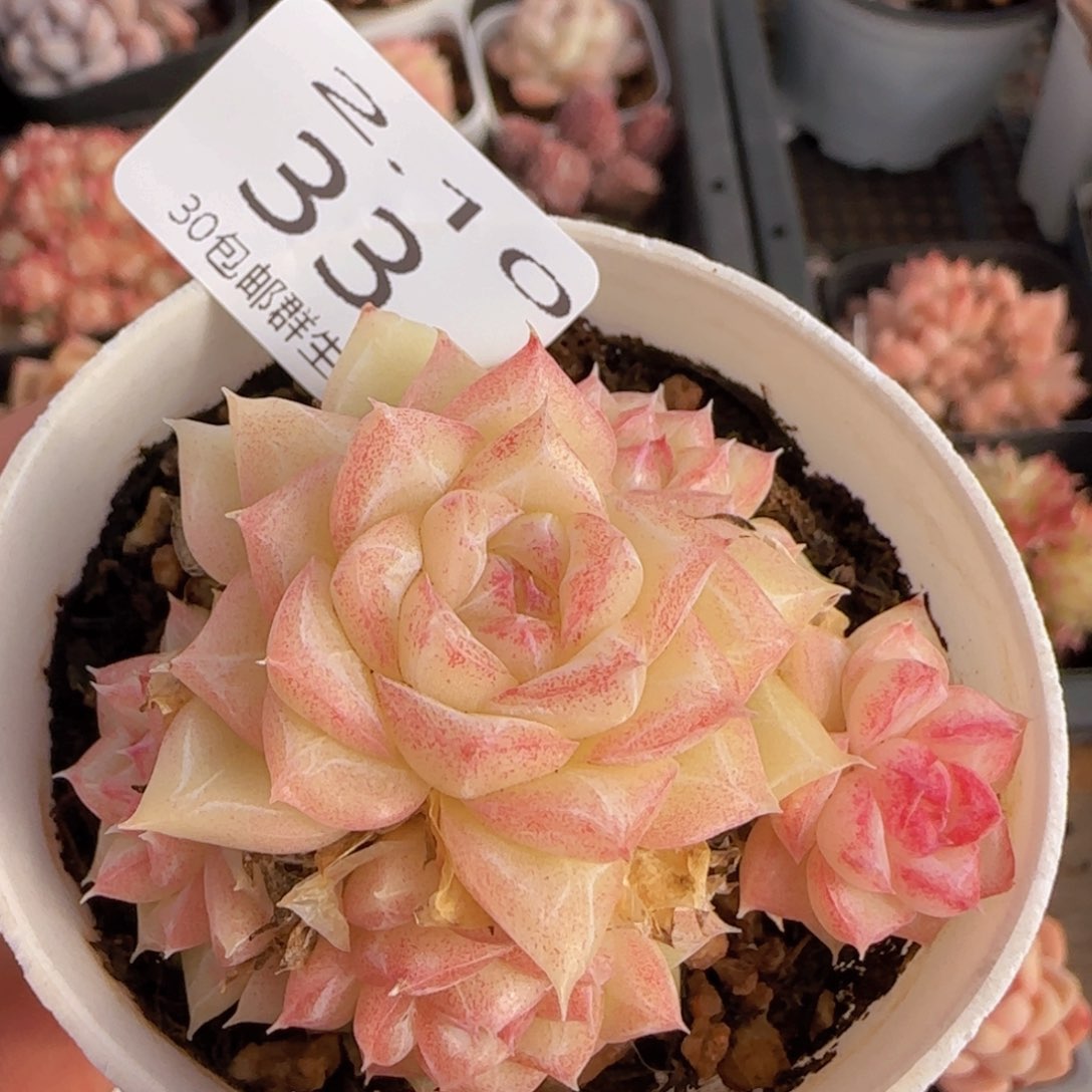 白天鹅麦秆手捧花一颗