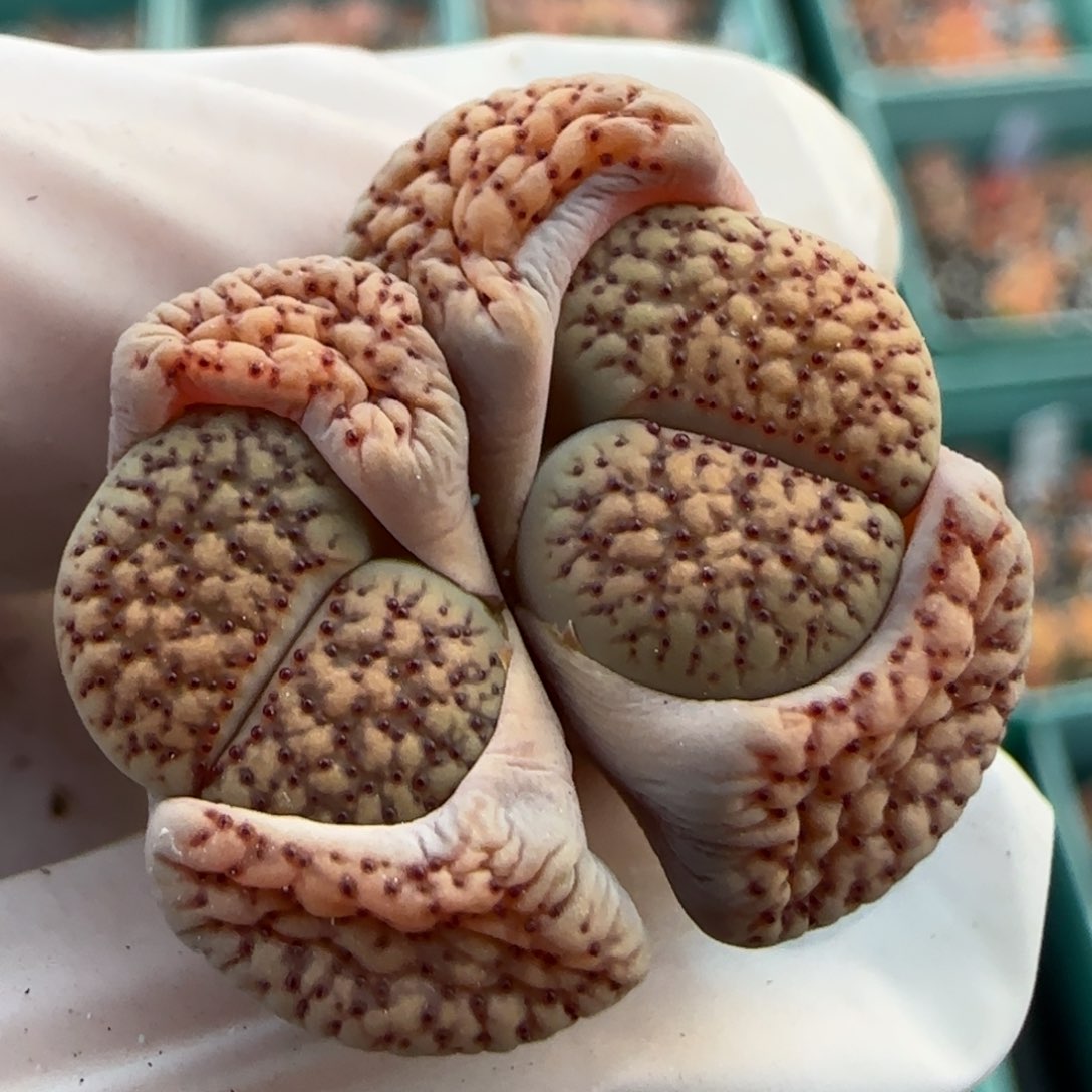 3.25，c159红花变异，漂亮红血珠子，9014