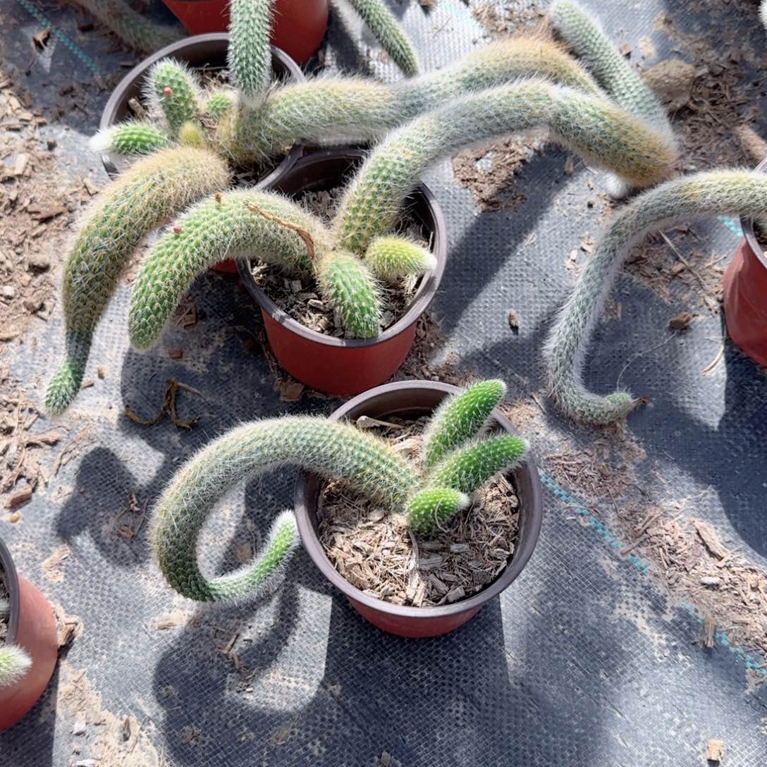 无花朵九尾狐120盆