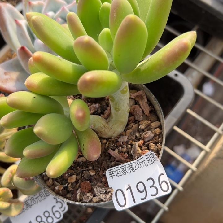 幸运儿是一位非常幸运