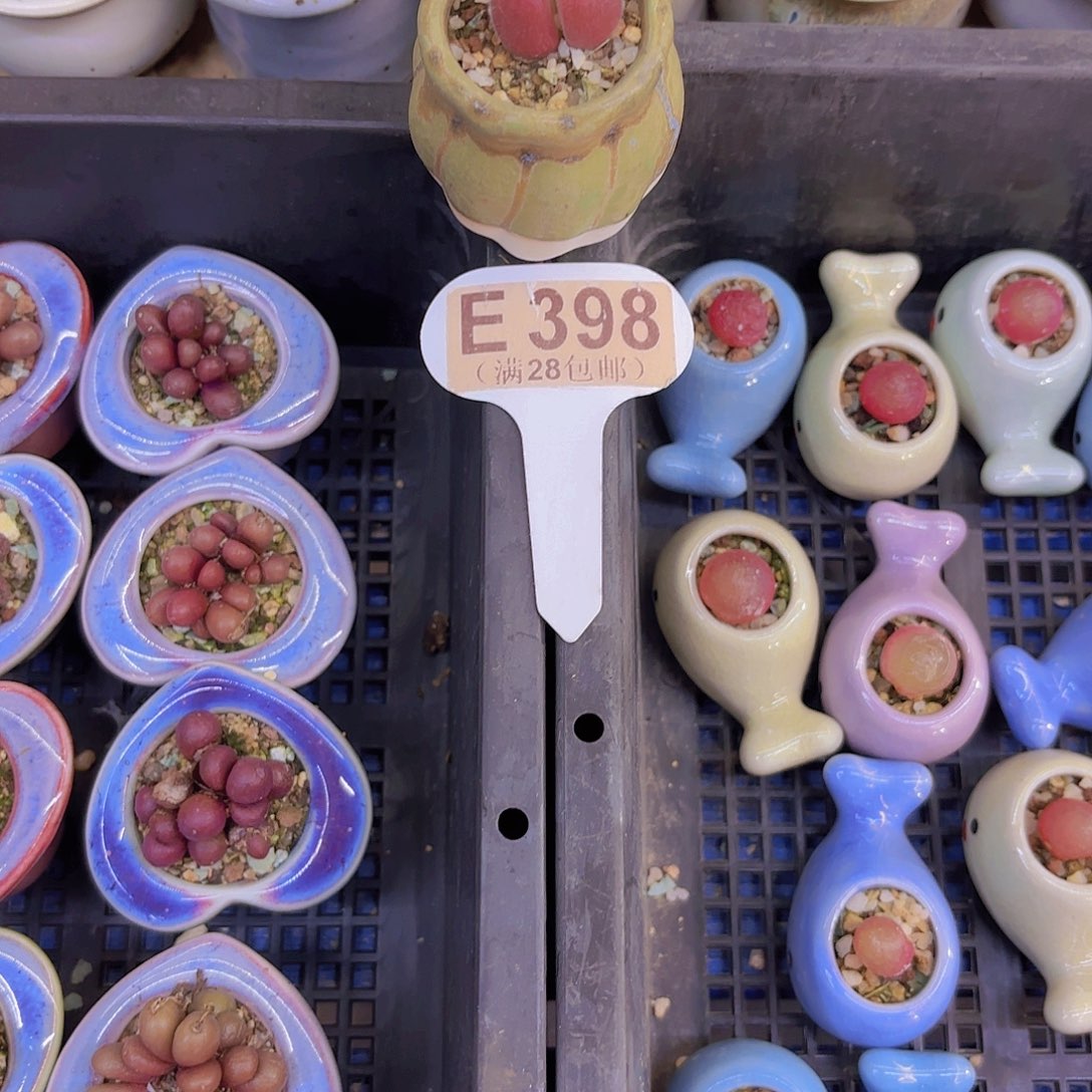 不***儿E398毛翠堤一物一拍