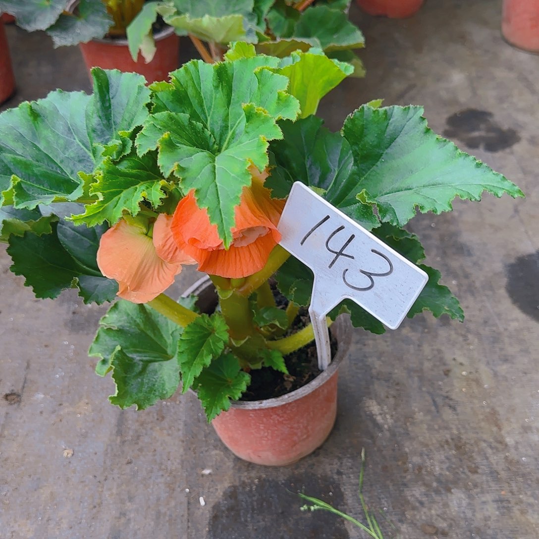 无花朵夫妻海棠种球系列143