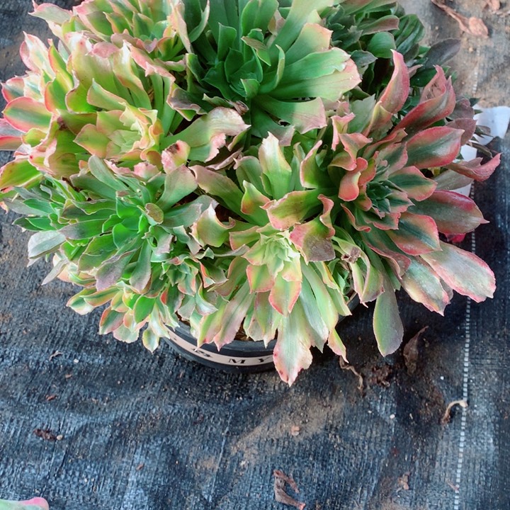 多肉植物551多肉