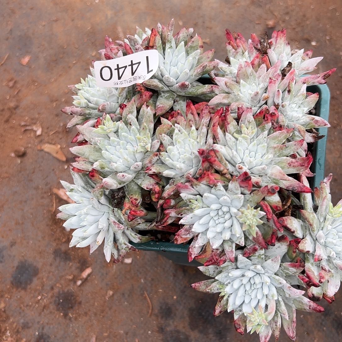 弘*白姆仙女杯多肉。