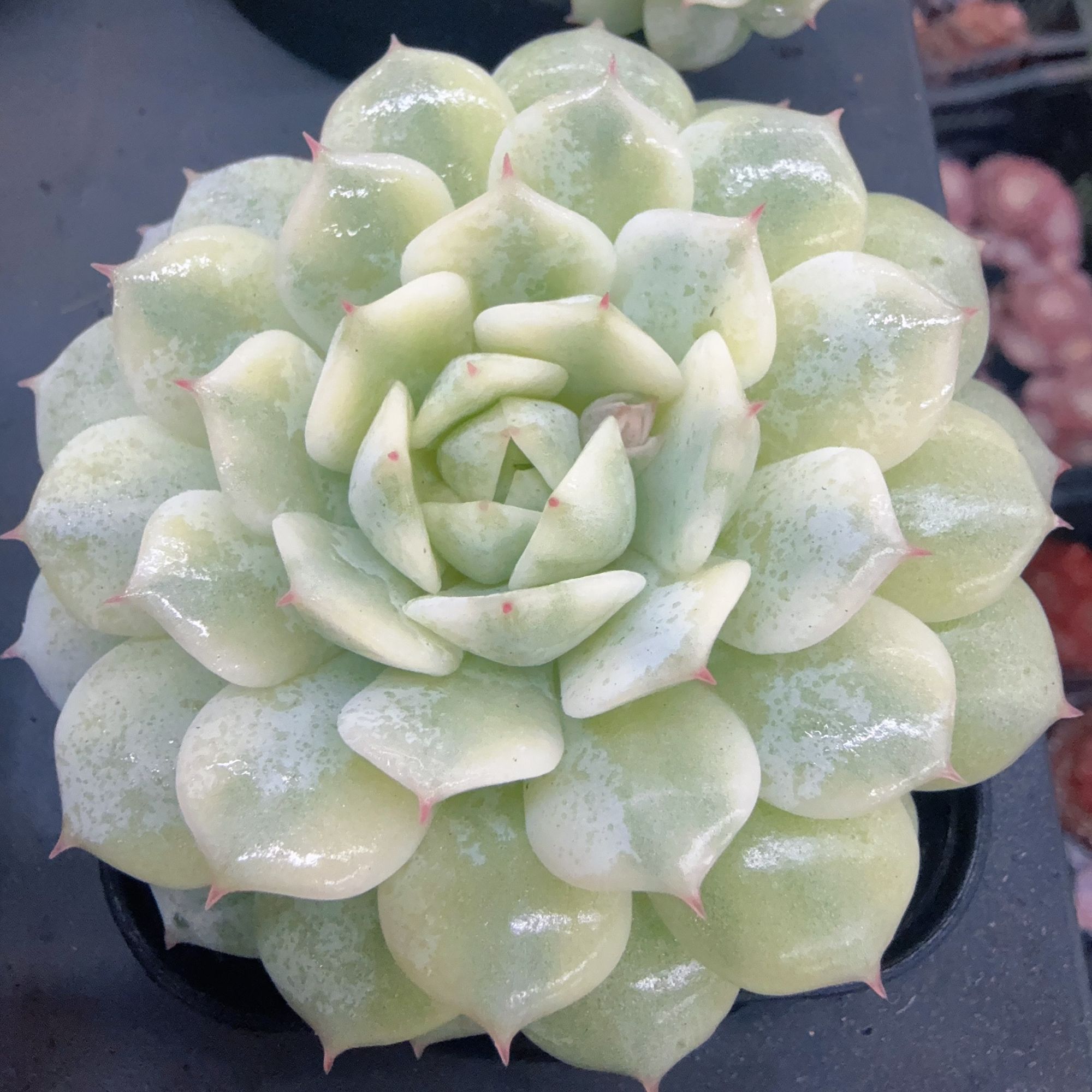 70#静夜锦单头（4-6cm）脱土