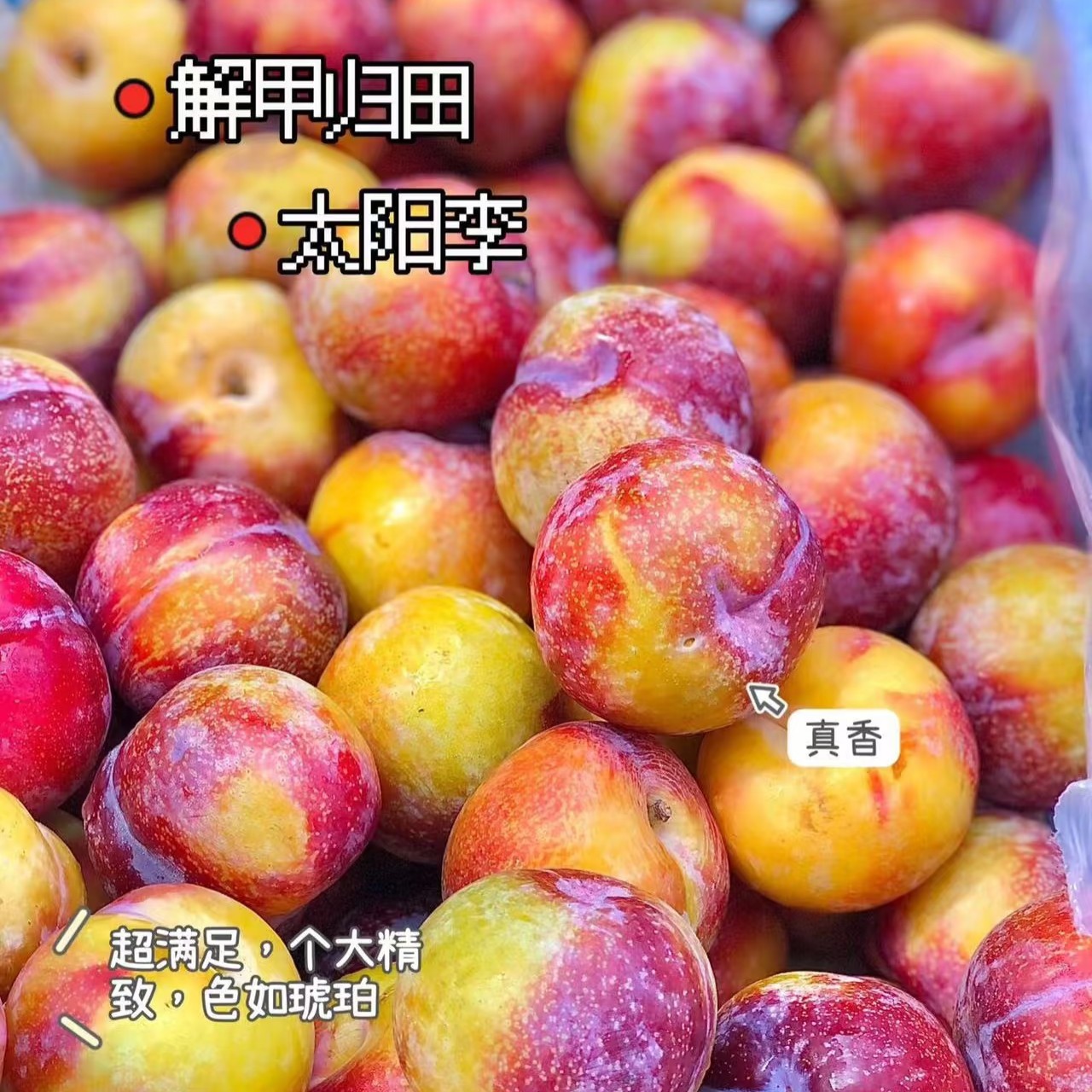 智利太阳李500g（纯甜的李子）