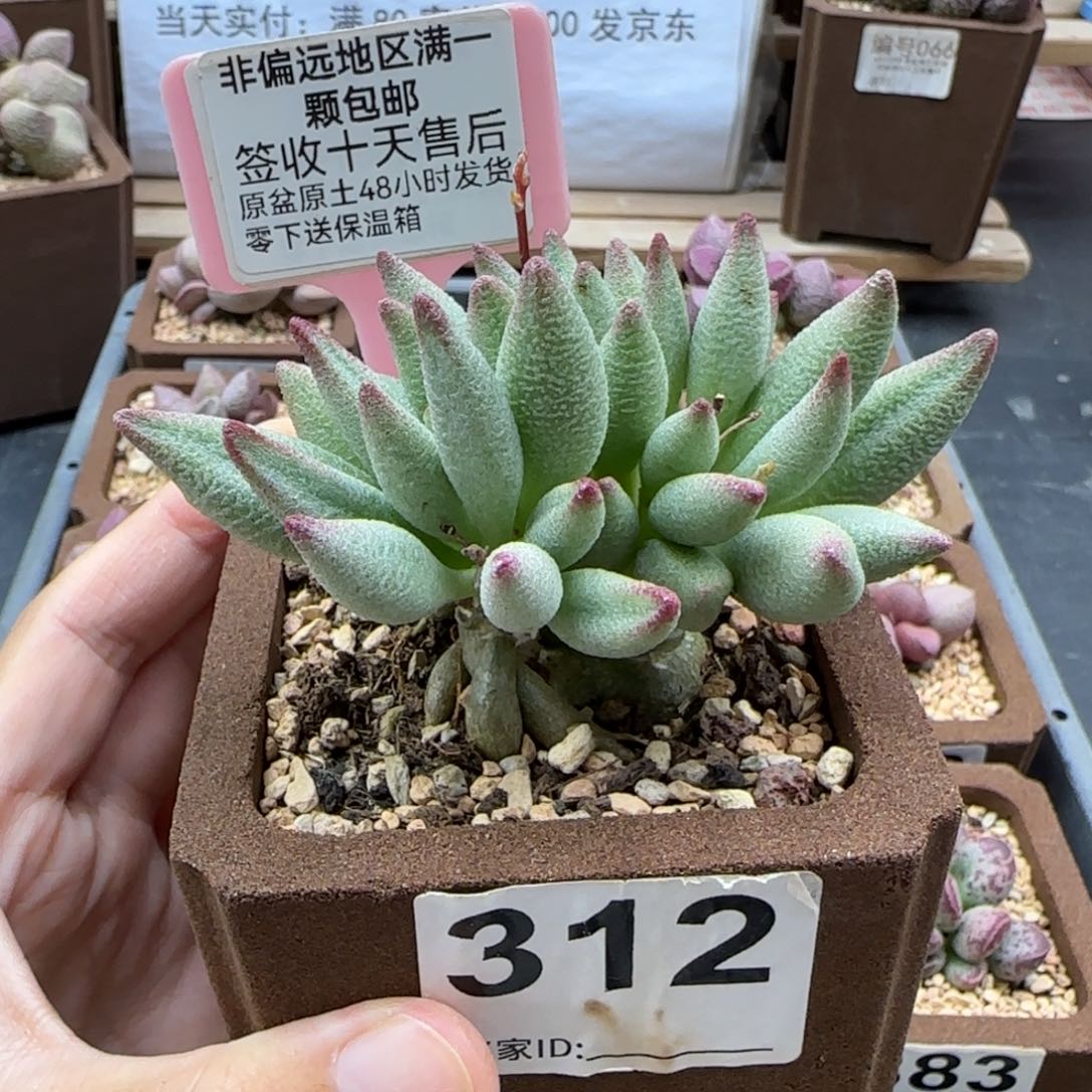312大红嘴多肉植物