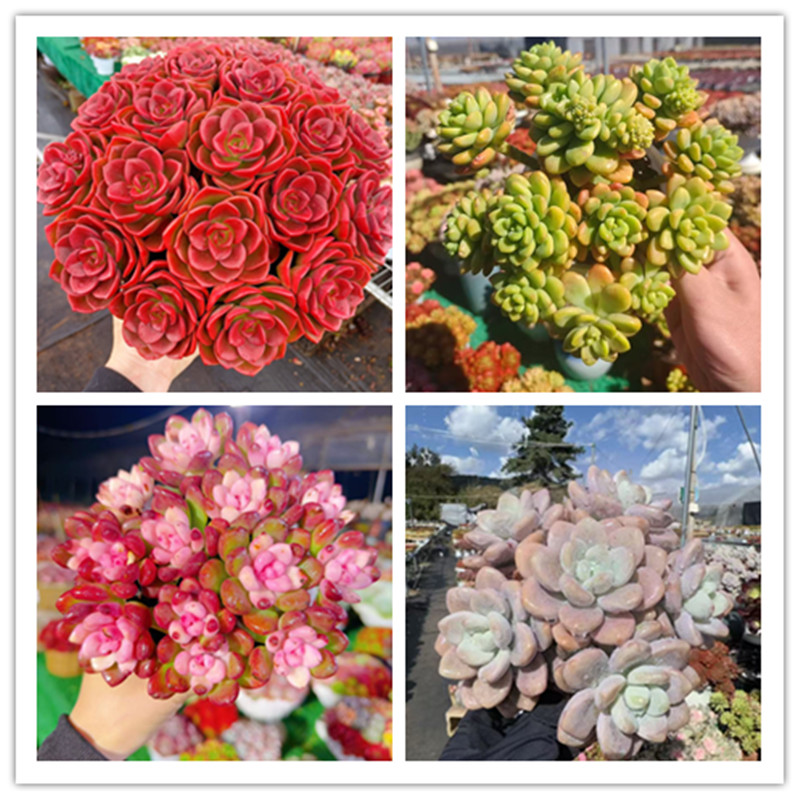 XS大红酒玫瑰组合  多肉植物耐旱 好养