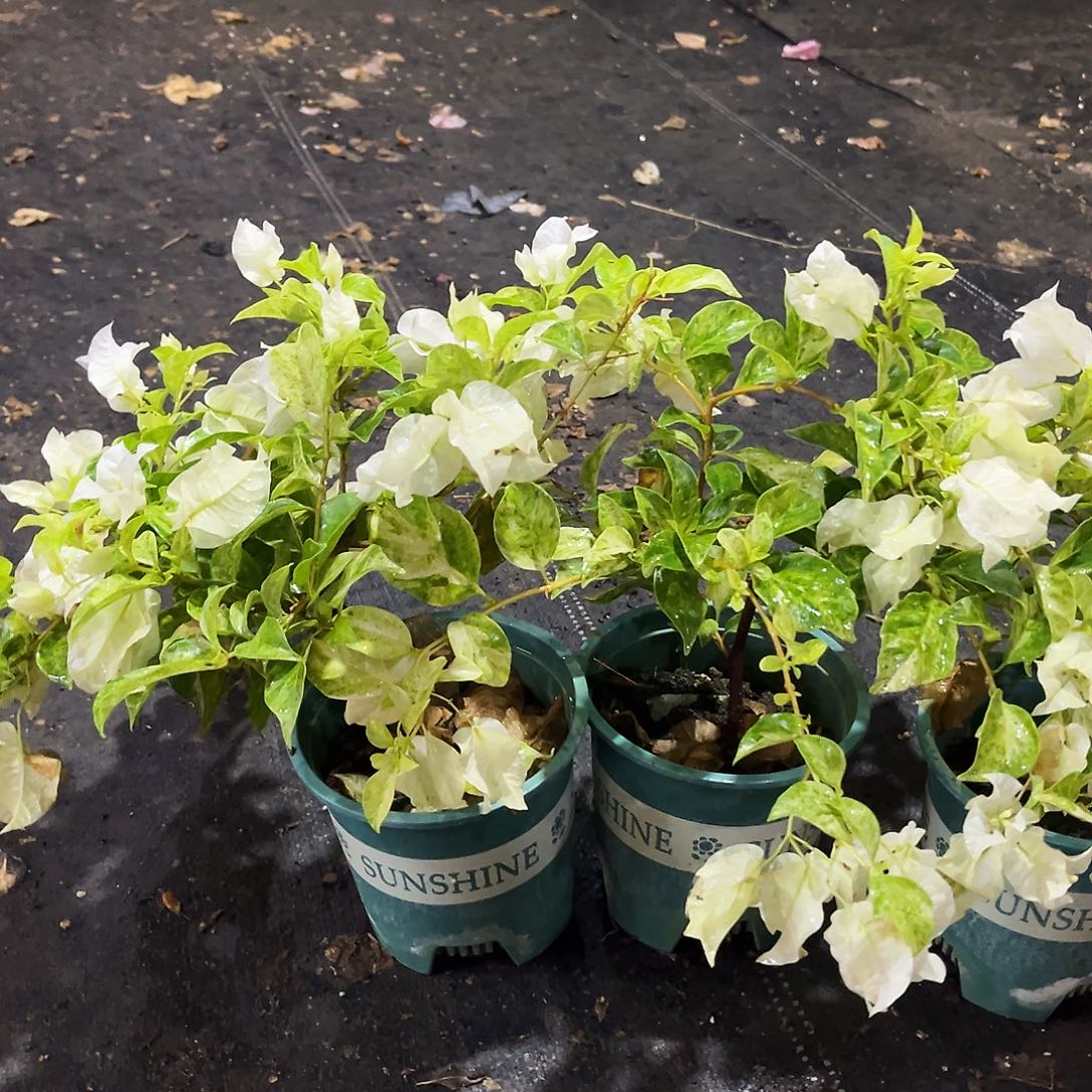 大部分花苞少量开放银河掌中宝一颗