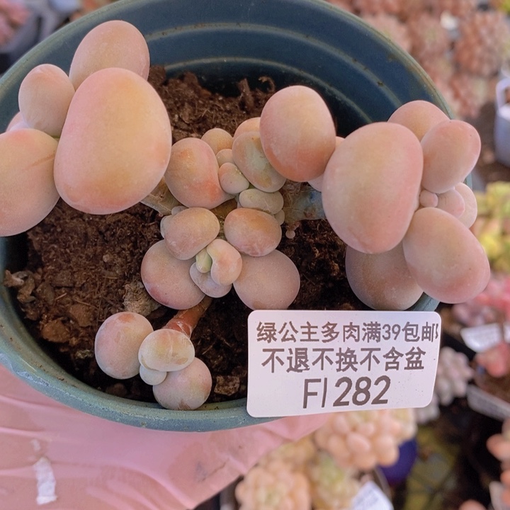 腰子桃粉7cm282多肉植物
