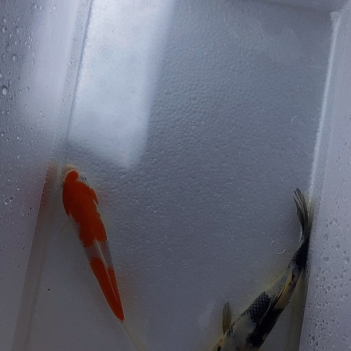 锦鲤纯种锦鲤开箱包活