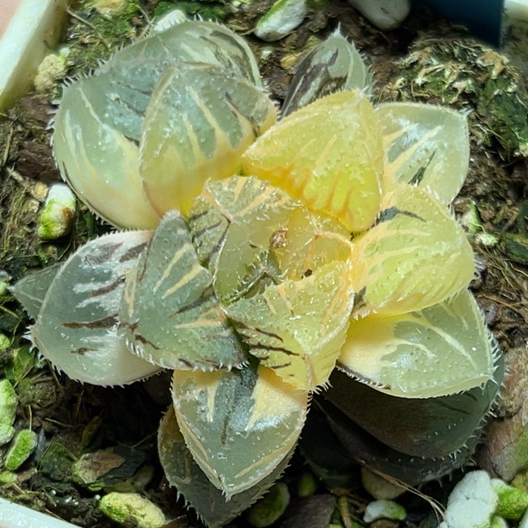 恭喜发财大吉大利0273粉黛