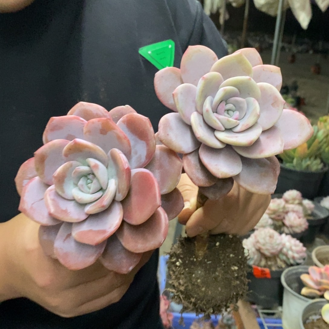 红茶大单头老桩两盆，120杯